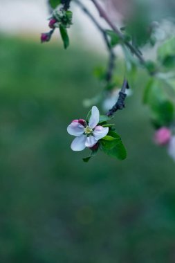 Beyaz ve pembe çiçekli Elma Ağacı Çiçekleri. Çiçek açan meyve ağacı. Güzel Bahar Doğası arka planı. Elma ağaçlarının yeşermesi. 