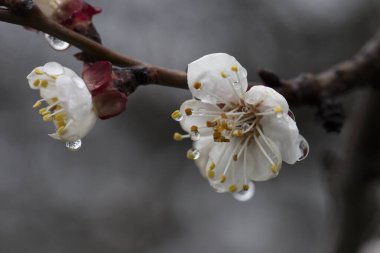 Çiçek açan bir ağacın dalında çiy veya yağmur damlaları. Kayısı çiçeği, çiğ damlaları ile yakın plan çiçekler. Yakın plan kayısı ağacı çiçekleri ve çiğ damlaları