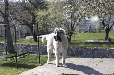  Kafkas çoban köpeği 7 aylık. Güzel mutlu köpek yavrusu bir bahçede