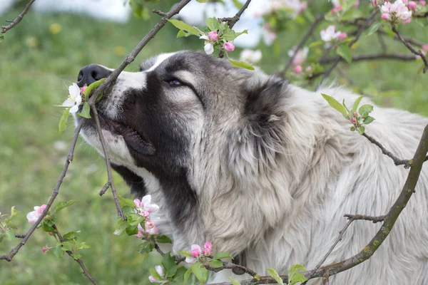 白人羊飼いの犬は7ヶ月です 美しい幸せな子犬は庭にあります — ストック写真