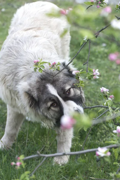 白人羊飼いの犬は7ヶ月です 美しい幸せな子犬は庭にあります — ストック写真