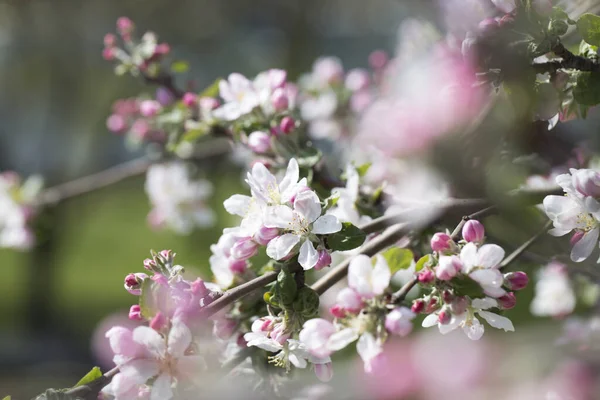 Apple Tree Blossoms White Pink Flowers Spring Flowering Garden Fruit — Stock Photo, Image