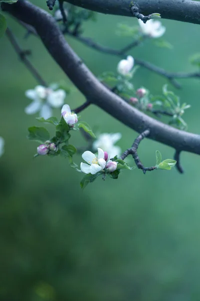 Jabłoń Kwitnie Białymi Różowymi Kwiatami Wiosna Kwitnące Drzewo Owocowe Ogród — Zdjęcie stockowe