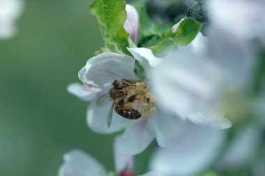 Ağaçtaki beyaz bir çiçekte arı. Elma çiçeğinden polen topluyor. Elma çiçeğinden arı topluyor.