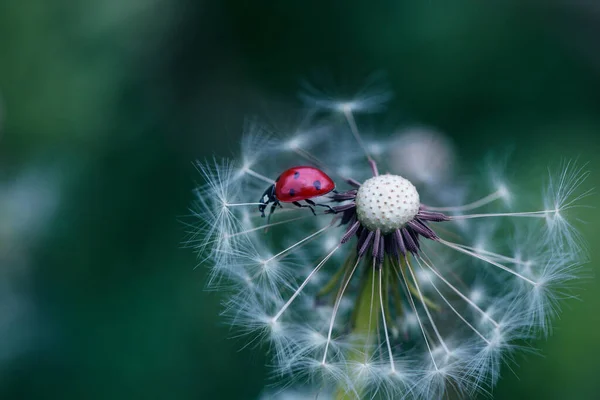 Kumbang Kecil Duduk Atas Bunga Kumbang Merah Dandelion Kedalaman Bidang — Stok Foto
