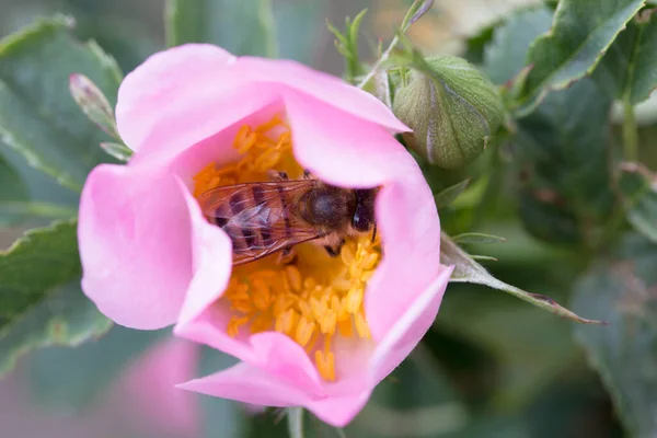 spring (summer) rose flower and bee. Bee on a flower. Bee on a pink flower