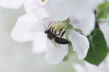 Ağaçtaki beyaz bir çiçekte arı. Elma çiçeğinden polen topluyor. Elma çiçeğinden arı topluyor.