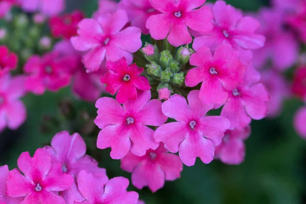 Pink Flowers Close Close Verbena Verbena Hybrida Pink Verbena Hybrida — Stock Photo, Image