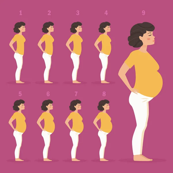 Neuf mois de grossesse — Image vectorielle