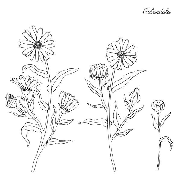 ᐈ Flor de cempasuchil vector de stock, imágenes flores de cempasuchil