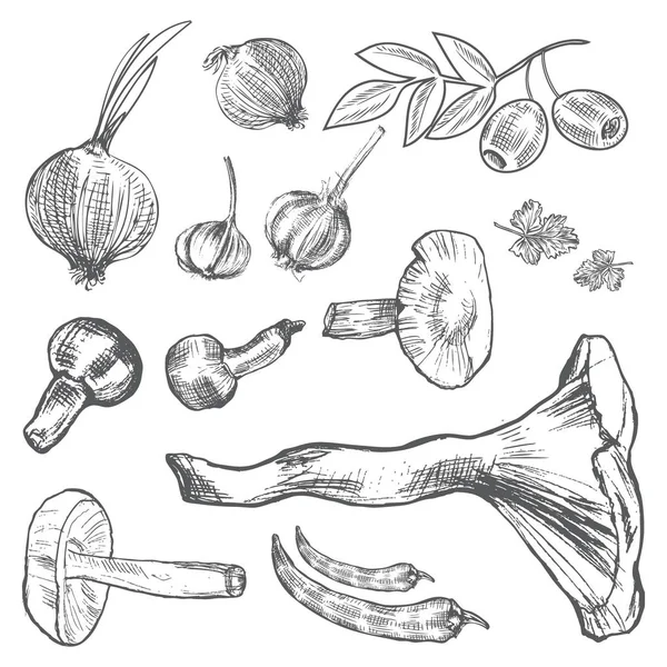 Mushrooms hand drawn collection Vector Graphics