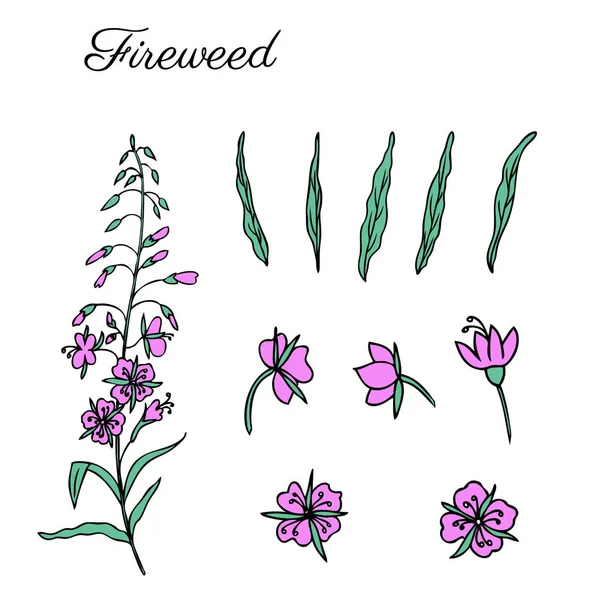 Willow herbs set — Stock Illustration Willow herbs set Royalty Free Stock Illustrations