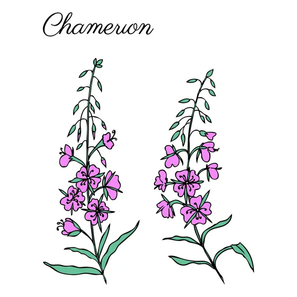 Willow herbs set — Stock Illustration Willow herbs set Stock Vector