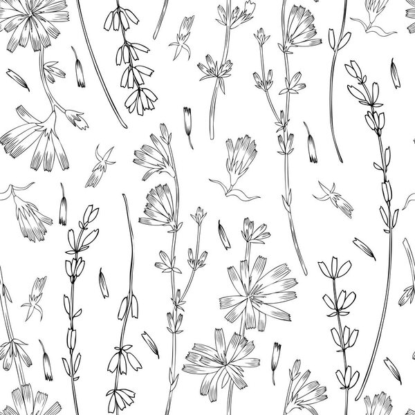 Seamless floral vector pattern, Chicory, Lavender flower hand drawn colorful illustration, doodle ink sketch isolated on white, medical endive plant,decorative background for greeting card, wedding