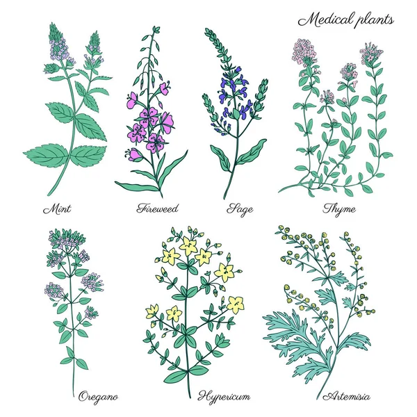 Set of medical plants Mint, Chamerion, fireweed, willow herb, Sage, Thyme, Oregano, Hypericum, Artemisia absinthium, wormwood hand drawn vintage sketch vector isolated on white, Doodle Healing herbs — Stock Illustration Set of medical plants Mint, Chamerion, fireweed, willow herb, Sage, Thyme, Oregano, Hypericum, Artemisia absinthium, wormwood hand drawn vintage sketch vector isolated on white, Doodle Healing herbs Royalty Free Stock Vectors