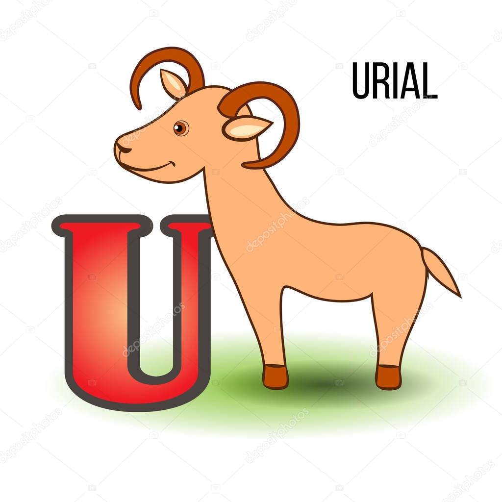 Cute Zoo alphabet U with cartoon urial, kid ram wild animal vector