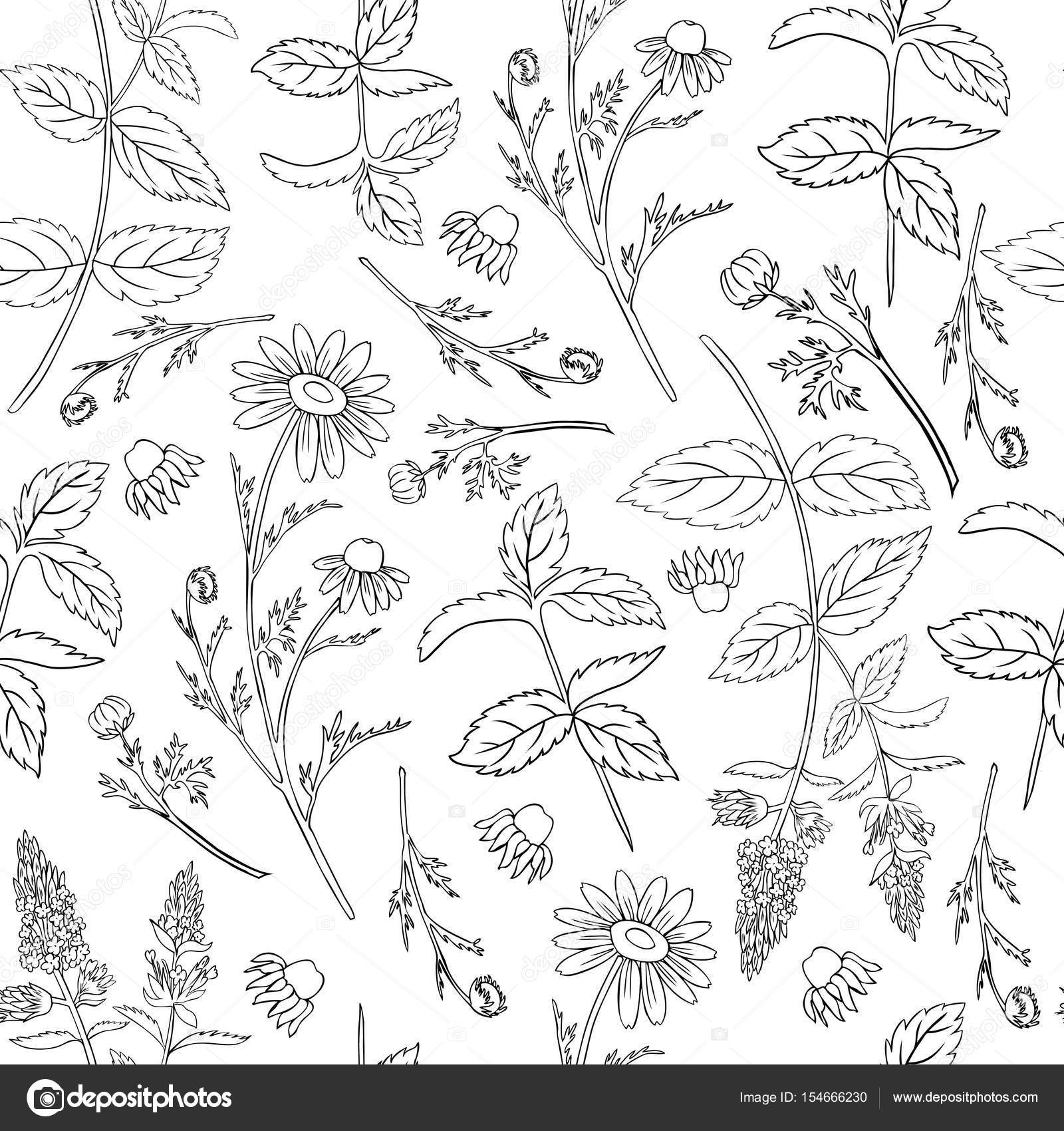 Modello floreale senza cuciture menta foglie germogli di menta piperita camomilla selvatica campo fiore isolato su sfondo bianco Margherita disegnata a