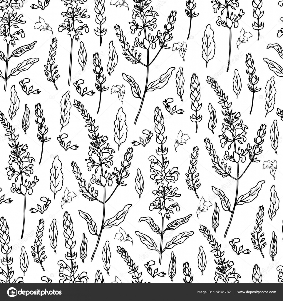 Seamless Floral Pattern Sage Flower Bud Leaves Vector Isolated On White Background Hand Drawn Healing Herb Line Art Illustration Salvia Officinalis Design Plant For Cosmetic Wallpaper Package Stock Vector Royalty Free Vector