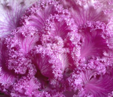 Dekoratif lahana brassica oleracea acephala veya lahana