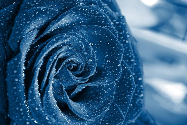 Rosa azul de cerca con gotas de rocío con la tiña azul — Foto de Stock