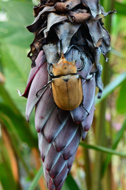 Gergedan stag beetle muz bitki üzerinde
