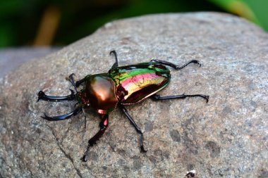 Gökkuşağı stag beetle portre