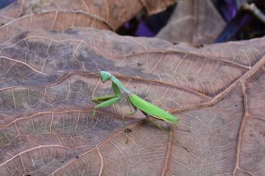 Giant Asian mantis aka hieorodula heteroptera clipart