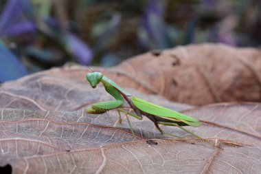 Giant Asian mantis clipart