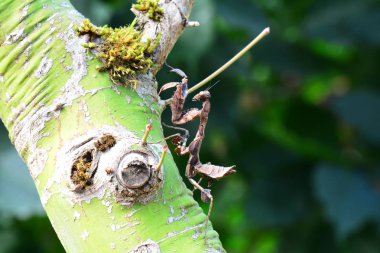 Malezya ölü yaprak mantis aka Deroplatys lobata,