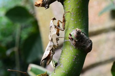 Malezya ölü yaprak mantis