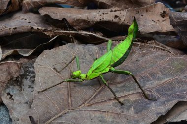 Malasian orman perisi aka heteropteryx dilitata
