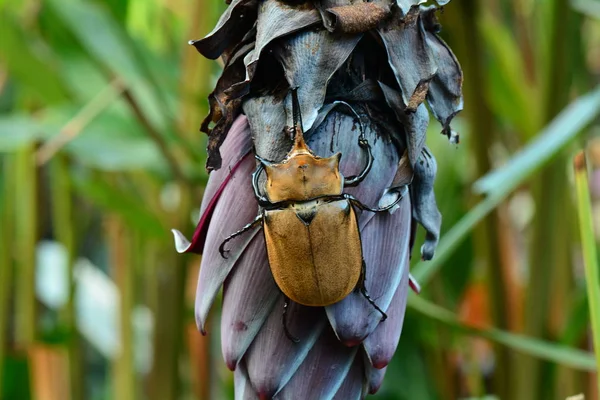 Gergedan stag beetle muz bitki üzerinde — Stok fotoğraf