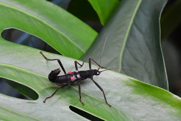 Golden-eyed stick insect