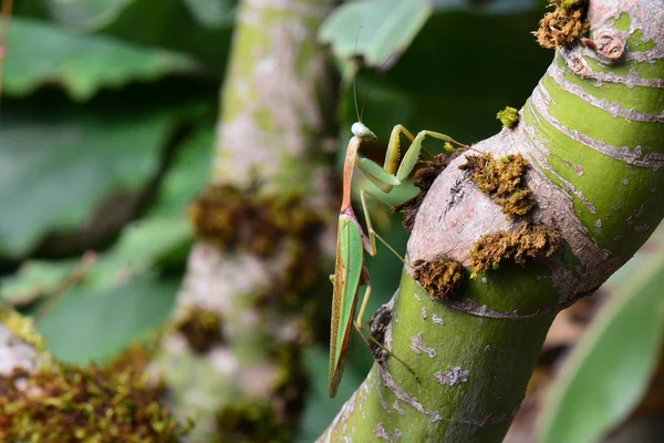 Dev Asya mantis — Stok fotoğraf