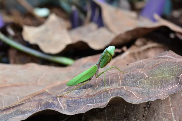 Dev Asya mantis — Stok fotoğraf