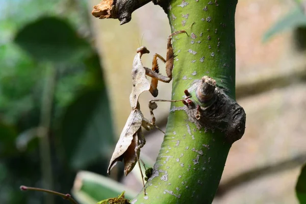 Malezya ölü yaprak mantis — Stok fotoğraf