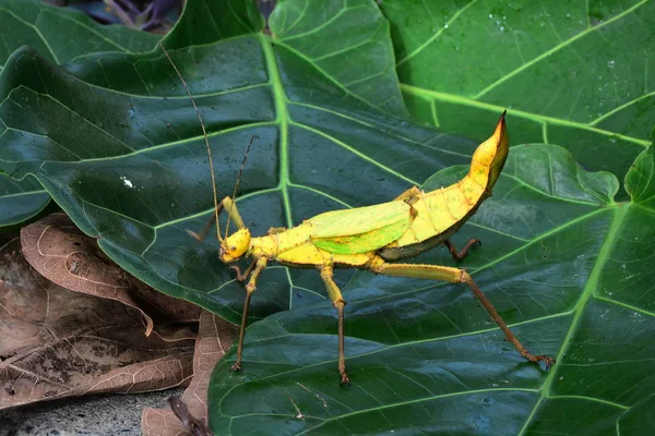 Malasische Dschungel-Nymphe aka Heteropteryx dilitata — Stockfoto