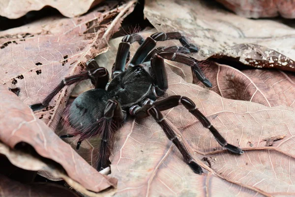 숲에서 독 거미 거미 — 스톡 사진