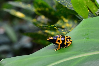 zehirli ok kurbağası