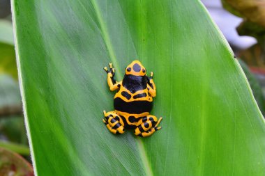 zehirli ok kurbağası