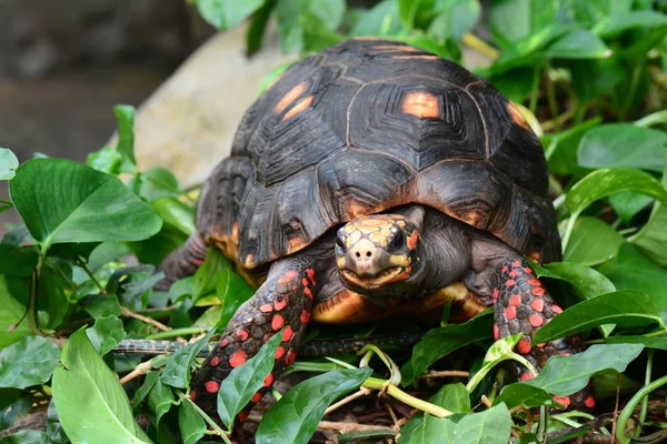 Red footed tortoise