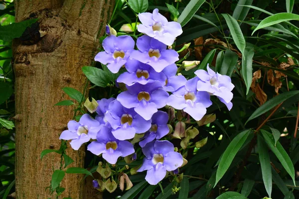 Sky clock vine aka Thunbergia grandiflora — Stock Photo, Image