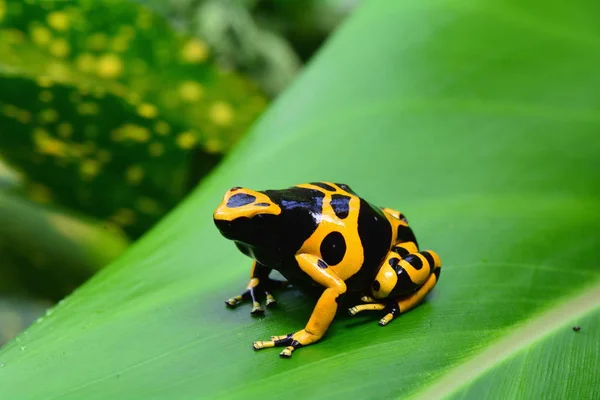 Rana de dardo venenosa — Foto de Stock