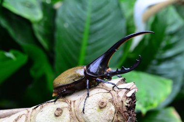 Herkül böceği dünyanın en büyük kaybolmamış böceği çevresine bir eş için arıyorum bir günlüğüne oturur. Olarak da bilinen Rhino beetle.