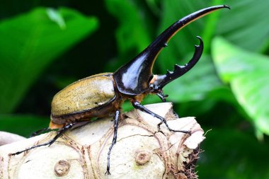 Hercules beetle the worlds largest extant beetle sits on a log in its environment looking for a mate.Also known as the Rhino beetle. clipart