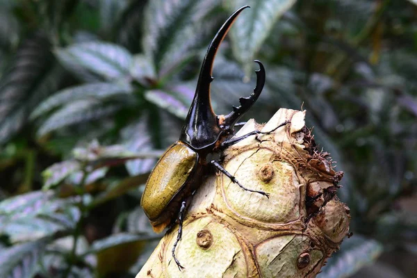 Ηρακλής Σκαθάρι Κόσμους Μεγαλύτερο Σωζόμενο Beetle Κάθεται Ένα Αρχείο Καταγραφής — Φωτογραφία Αρχείου
