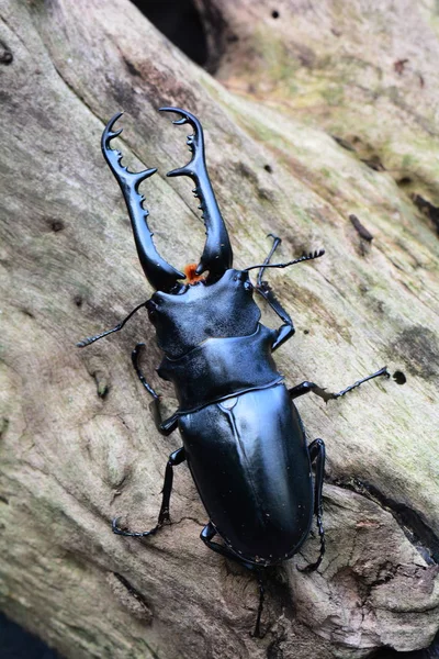 A male stag beetle rests on a log in its environment.Hanging around hoping to find a mate.