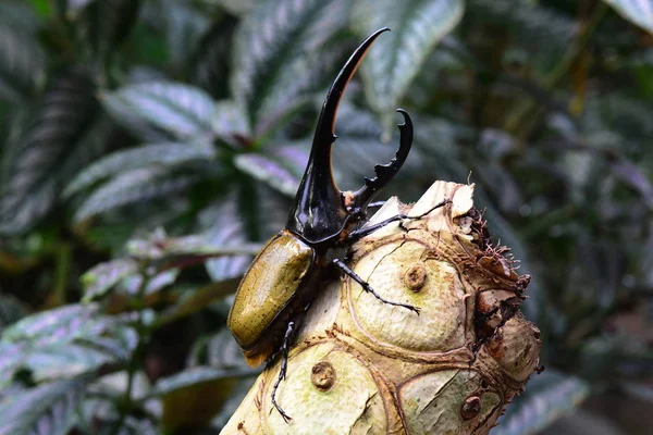허큘리스 딱정벌레 딱정벌레는 동반자를 그것의 환경에 로그에 일컬어 코뿔소 딱정벌레 — 스톡 사진