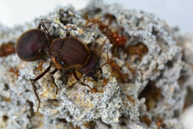 Yaprak kesici karınca Queen.Queen yaprak kesici karıncalar.