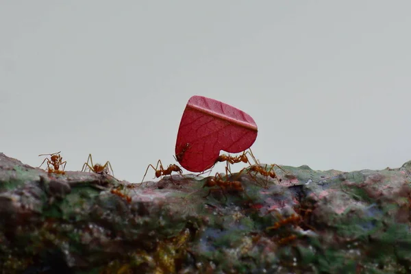 Yaprak Kesici Karıncalar Yaprakları Gidecekleri Için Taşıma — Stok fotoğraf